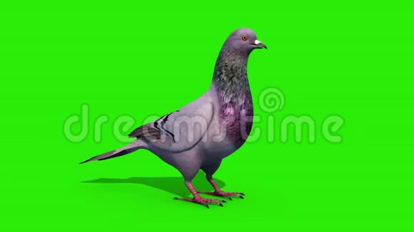 鸽子猫绿屏3D渲染动画视频的预览图