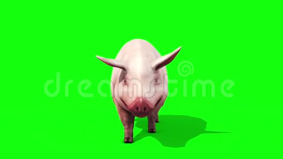 猪畜农场自行车绿色屏幕正面3D渲染循环动画视频的预览图