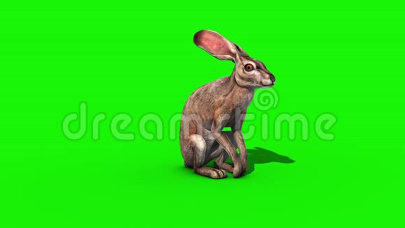 兔模正面绿屏3D渲染动画视频的预览图