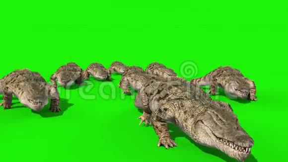 鳄鱼队前绿幕3D渲染动画视频的预览图
