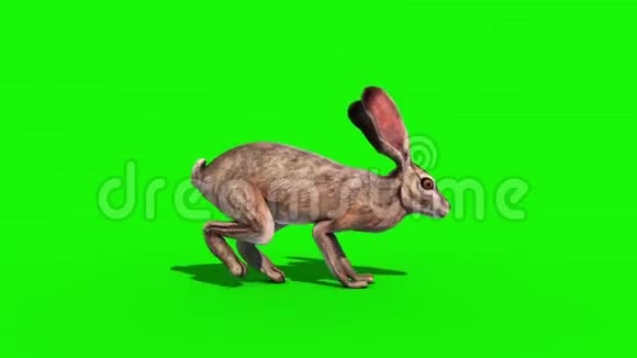 兔子跳转侧绿色屏幕3D渲染动画视频的预览图