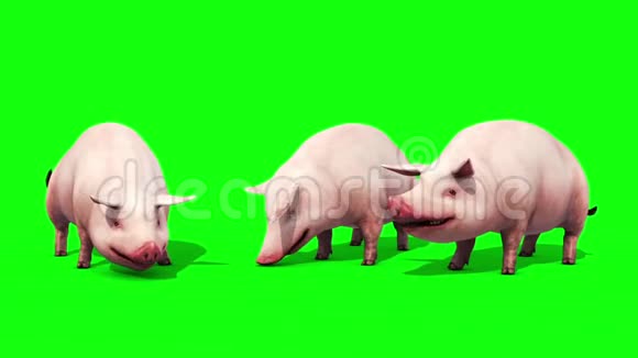 猪群动物农场吃绿色屏幕前3D渲染动画视频的预览图