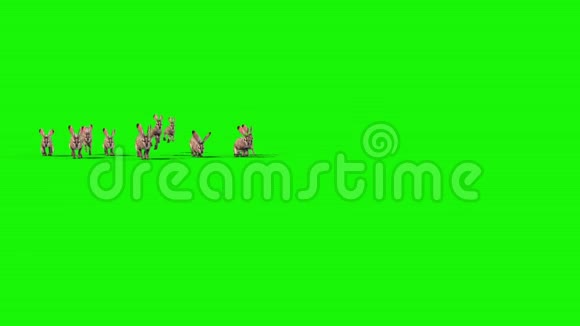 兔群跳跃前绿屏3D渲染动画视频的预览图
