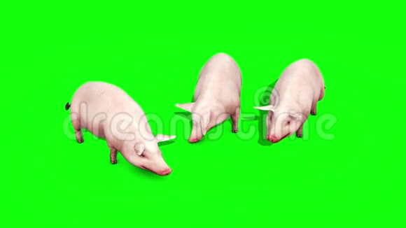 猪群动物农场食绿色屏幕3D渲染动画视频的预览图