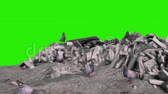鸽子吃在红宝石绿色屏幕三维渲染动画视频的预览图