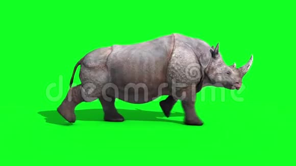 犀牛运行周期侧绿色屏幕循环3D渲染动画动物视频的预览图