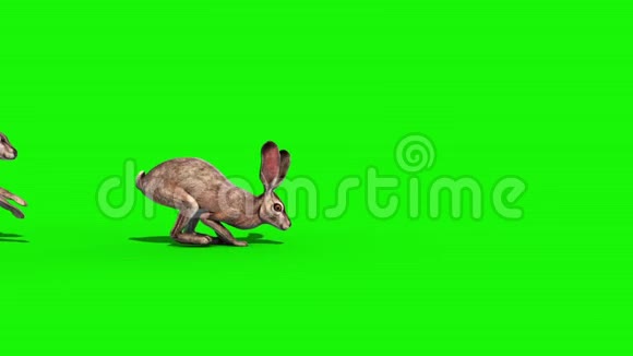兔群跳边绿屏3D渲染动画视频的预览图