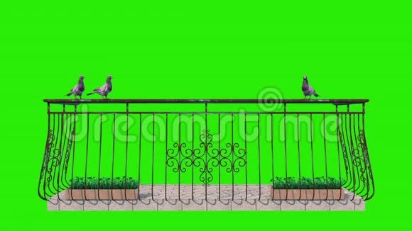 阳台绿幕3D渲染动画上的鸽子视频的预览图