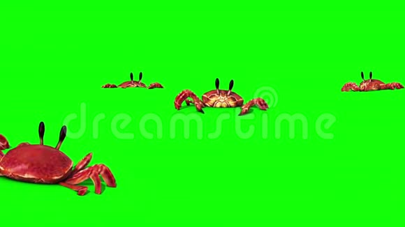 群蟹在沙滩上绿屏关闭3D渲染动画视频的预览图
