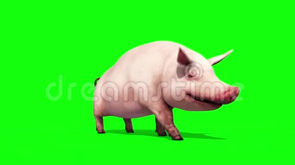 猪畜农场自行车绿色屏幕3D渲染循环动画视频的预览图