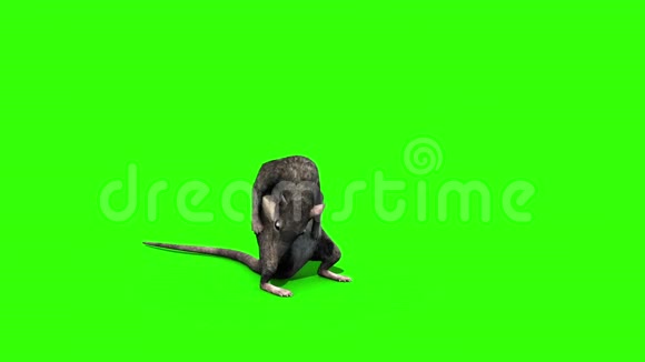 鼠鼠嗅鼠绿屏3D渲染动画视频的预览图