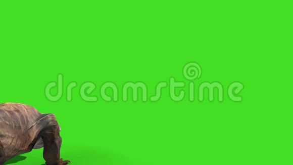 科莫德龙科莫德龙蜥蜴蜥蜴后绿色屏幕动画3D视频的预览图