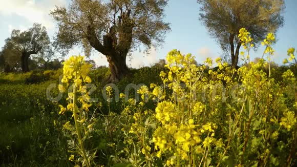 塞浦路斯冬季温暖的前景有几棵橄榄树和黄花视频的预览图