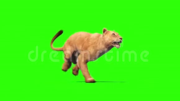 狮子轮绿色屏幕动物3D渲染动画视频的预览图