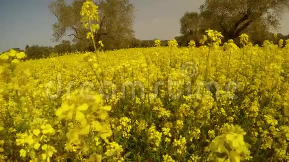 塞浦路斯深冬的百万朵鲜艳的黄花和橄榄树蜜蜂和风蓝天视频的预览图