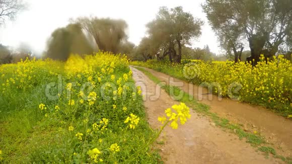一条古老橄榄园的土路在阴天的塞浦路斯冬天在雨中绽放视频的预览图