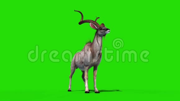 库杜非洲羚羊Dies绿屏3D渲染动画视频的预览图