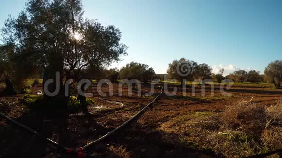 冬天古老的橄榄园在傍晚的阳光下犁地灌溉管道视频的预览图
