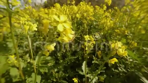 蜜蜂在黄色浓密的花朵中采集花蜜视频的预览图