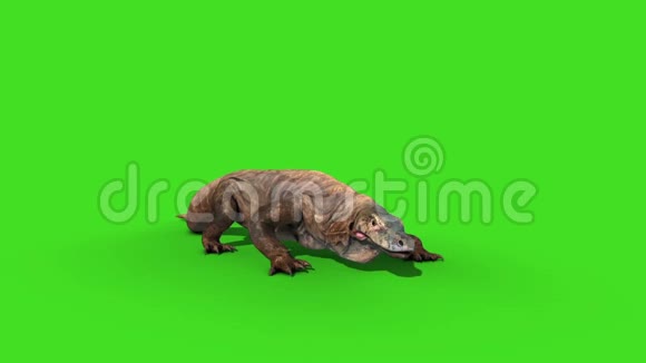 Komodo龙蜥蜥蜴攻击绿色屏幕动画3D视频的预览图
