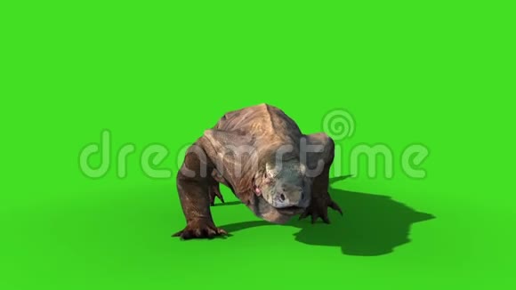 KomodoDongVaranusKomodoDensis蜥蜴行走周期绿色屏幕动画3D视频的预览图