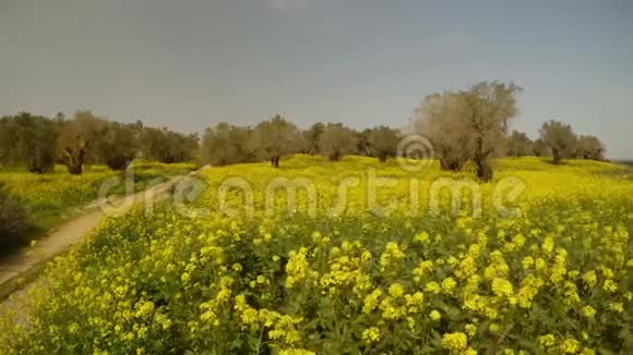 冬天古老的皇家橄榄园风下有黄色的颜色视频的预览图