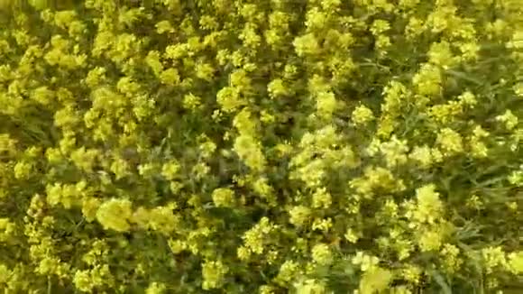 有人从上面飞过一片黄色油菜花视频的预览图