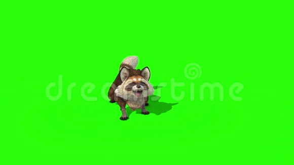 浣熊动物攻击模具绿色屏幕三维渲染动画视频的预览图