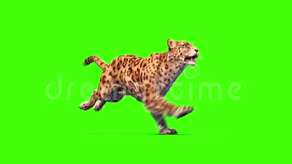 捷豹猫草环保屏幕动物3D渲染动画视频的预览图