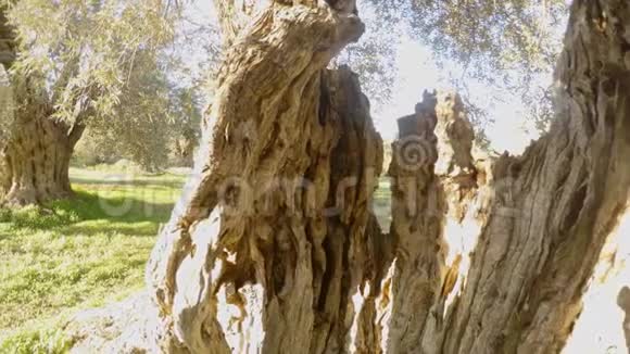 从一棵古老橄榄树的树干里可以看到温暖地区的冬季花园视频的预览图