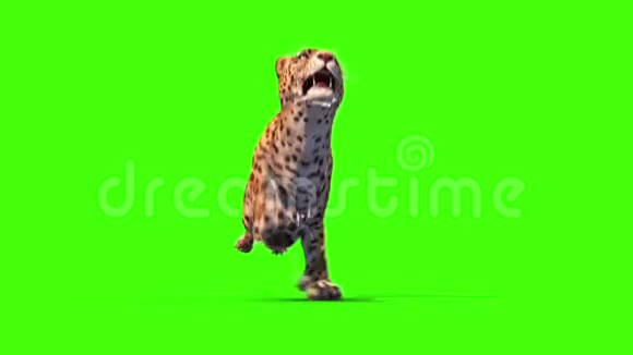 捷豹飞线顺行绿色屏幕动物3D渲染动画视频的预览图