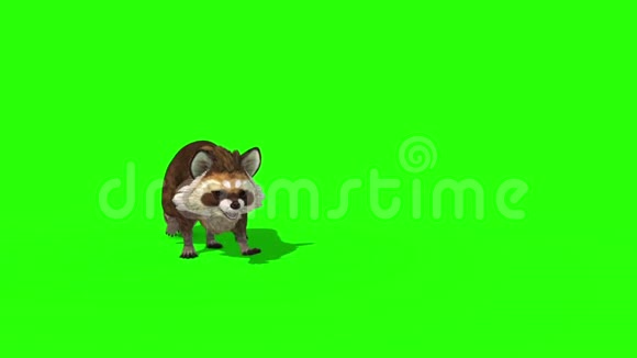 浣熊动物Wals前绿色屏幕3D渲染动画视频的预览图