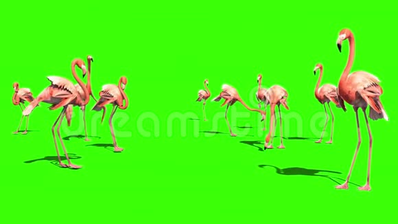 粉红火烈鸟集团绿色屏幕视频的预览图