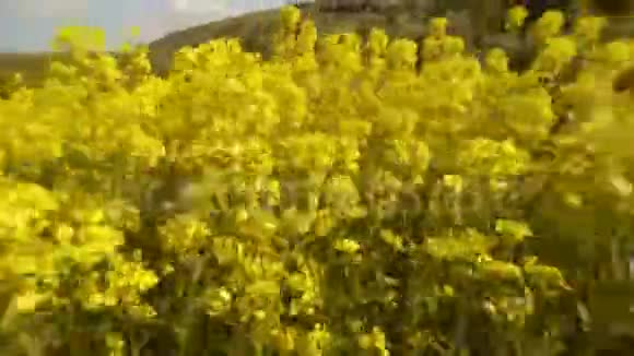 第一人称看到一只蜜蜂在黄色浓密的花朵中飞翔特写镜头视频的预览图