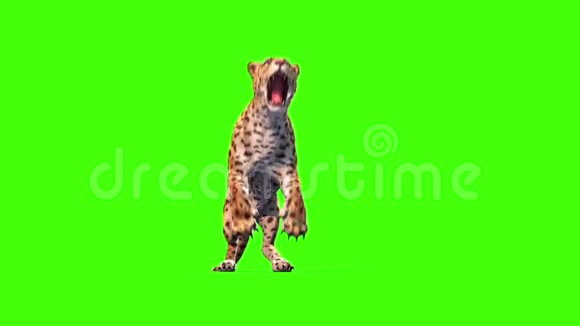 捷豹猫攻击前绿色屏幕动物3D渲染动画视频的预览图