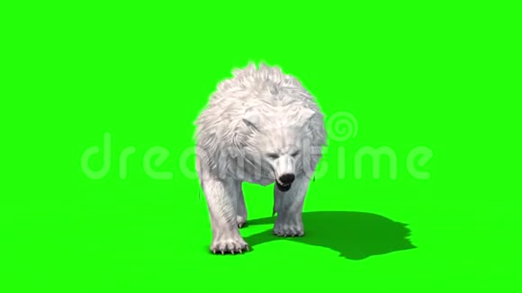 极地熊步车前绿幕3D渲染动画视频的预览图