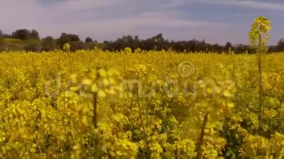 有人沿着黄色盛开的田野走着吓着蜜蜂第一人称的景色远处的橄榄树视频的预览图