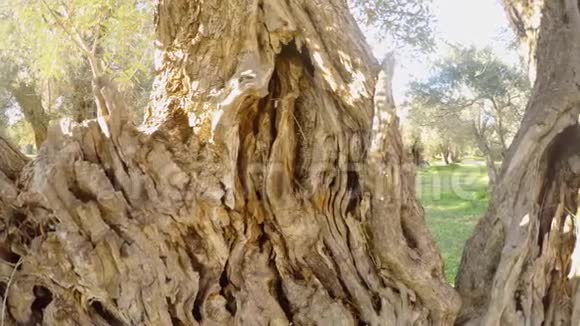 从里面看到一棵古老橄榄树的树干全景特写视频的预览图