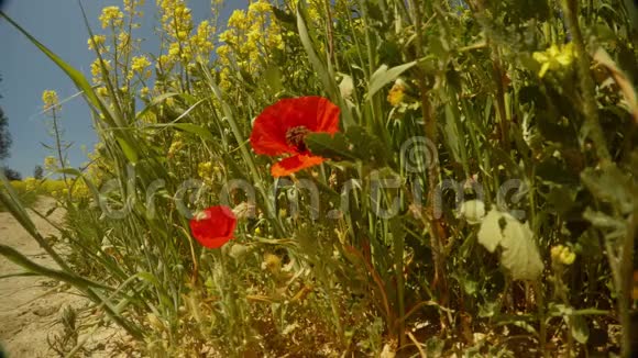 红色的野粟花生长在靠近黄油菜地的土路旁特写镜头视频的预览图