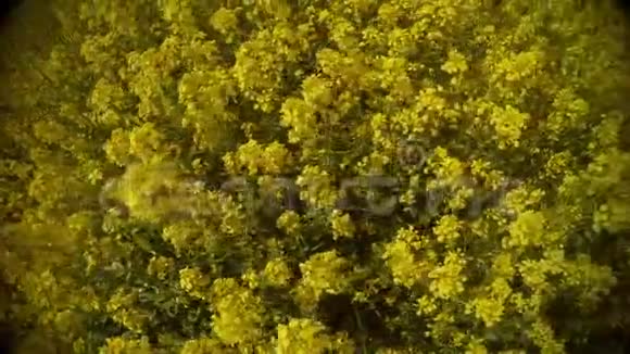 从上到下观看黄色花田的全景特写视频的预览图