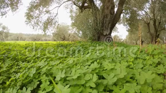 老橄榄树下茂密的绿色四瓣草在风中嘎嘎作响视频的预览图