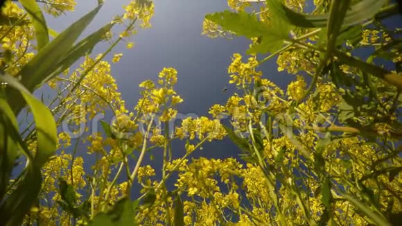 黄色的花朵和蜜蜂从下面观看特写蓝天微风视频的预览图