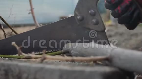 工人用手锯树枝手工锯木工人的生活方式锯木特写慢动作视频的预览图