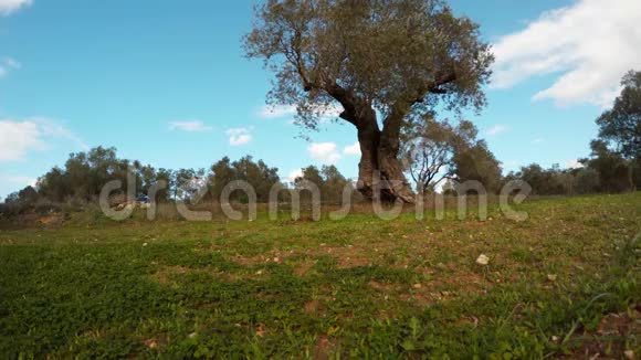 一月蓝天上孤独的橄榄树视频的预览图