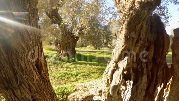 由于一棵古老的橄榄树的树干在温暖的地区可以看到冬天的花园全景阳光在一个框架内视频的预览图