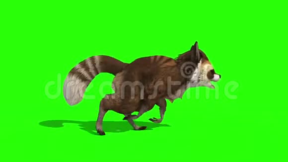 浣熊动物循环侧绿色屏幕3D渲染动画视频的预览图