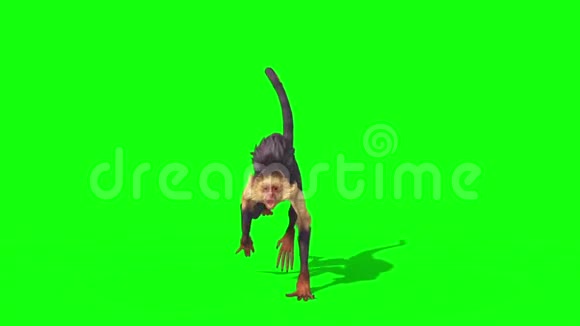 猴子轮前绿幕3D渲染动画视频的预览图