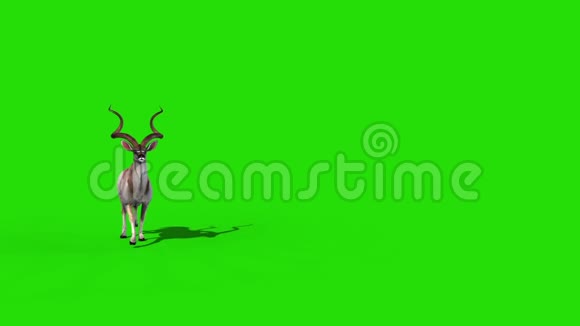 库杜非洲羚羊滩绿屏3D渲染动画视频的预览图