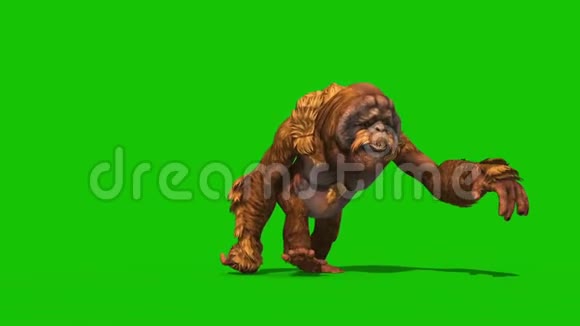 绿屏猴动物三维渲染动画视频的预览图