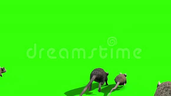 入侵老鼠老鼠嗅嗅老鼠后绿屏3D渲染动画视频的预览图